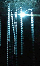Arachnocampa